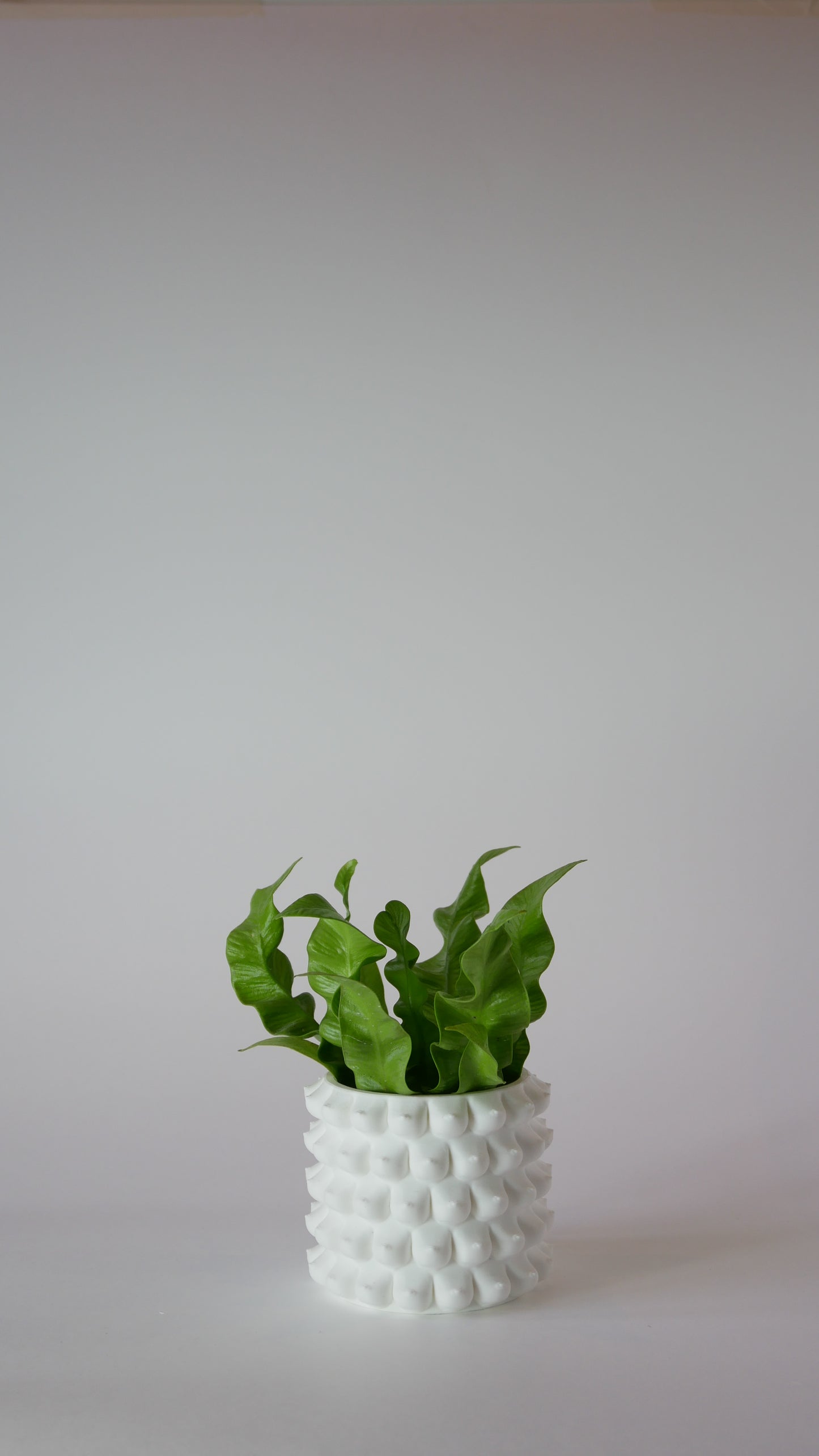 Petite Enigma - Plant Pot