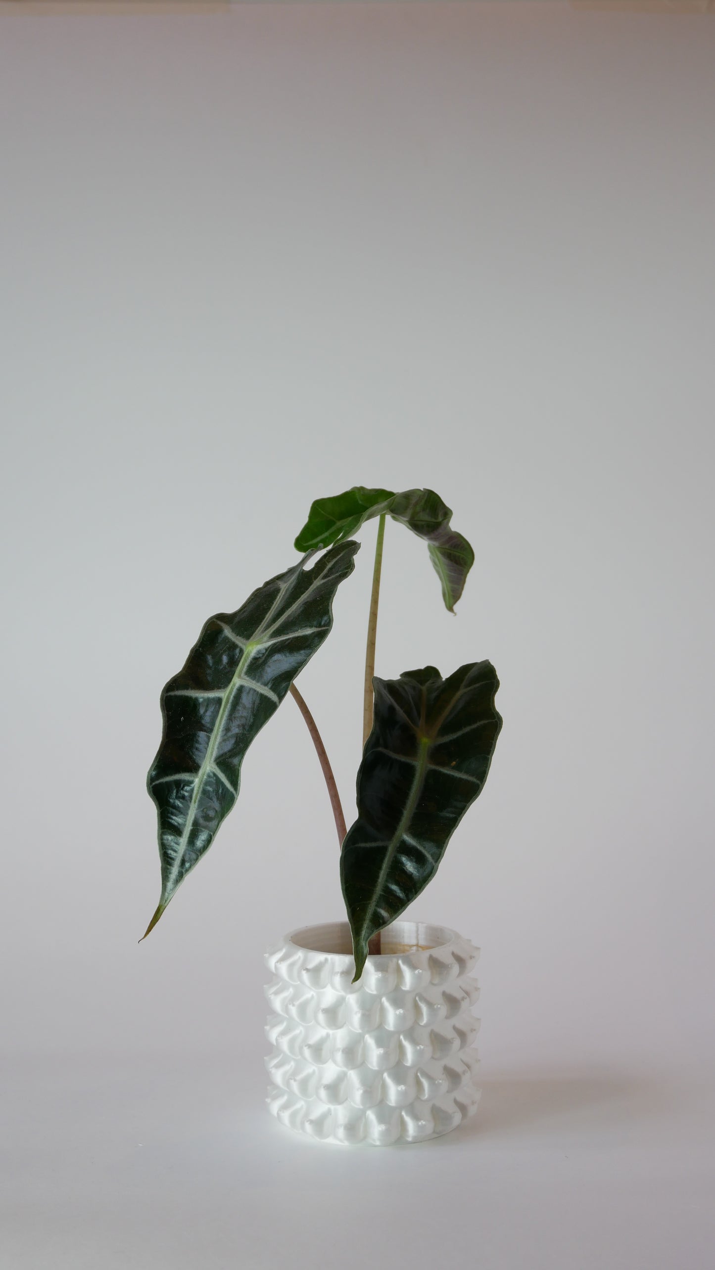 Bountiful Bloom - Plant Pot